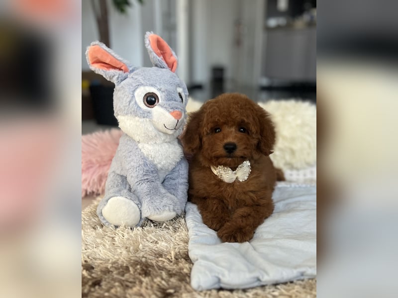 Verspielte Zwergpudel-Hündin