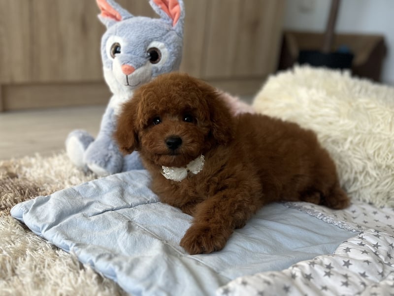 Verspielte Zwergpudel-Hündin