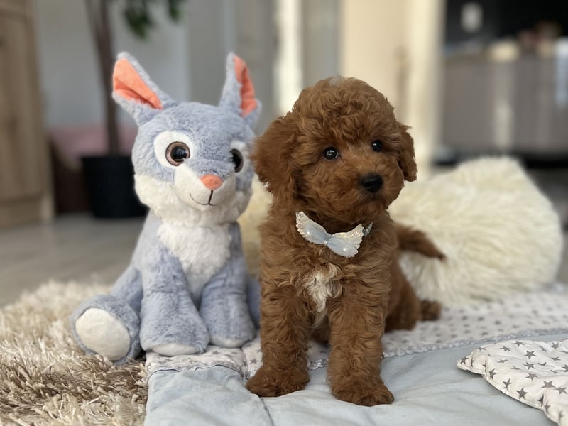 Wunderschöner Zwergpudel-Rüde