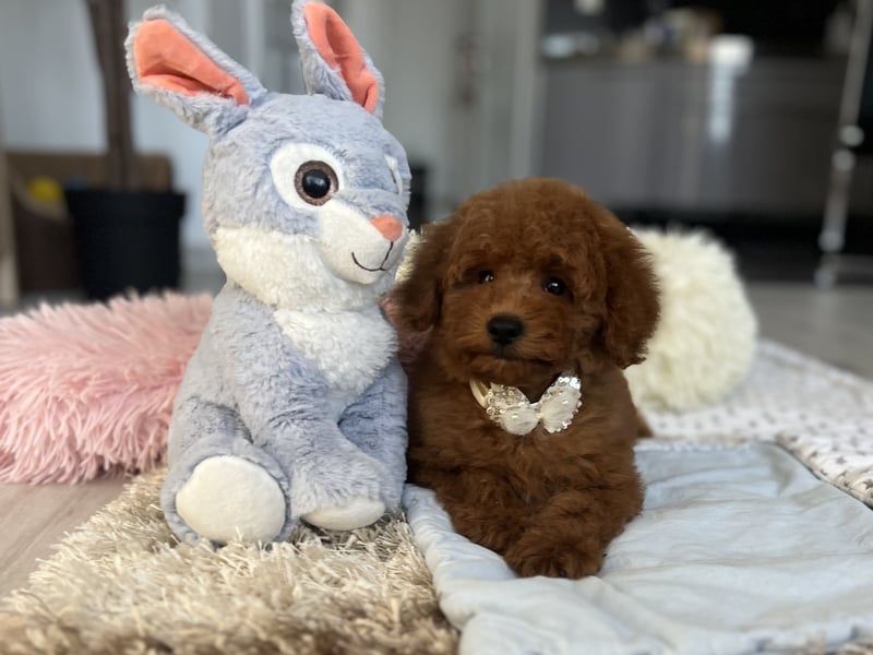 Verspielte Zwergpudel-Hündin