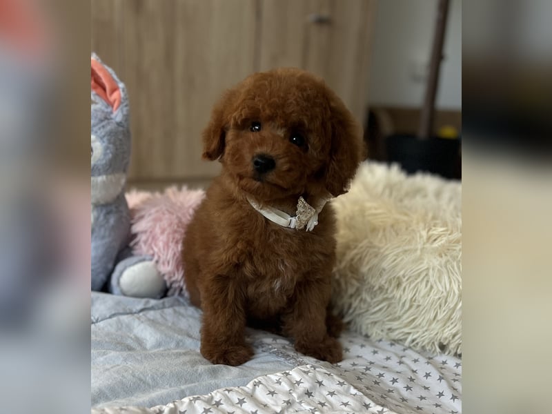 Verspielte Zwergpudel-Hündin