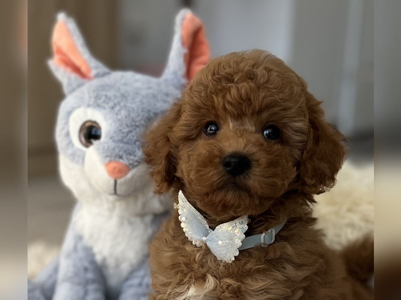 Wunderschöner Zwergpudel-Rüde