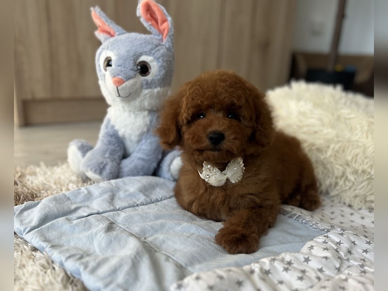 Verspielte Zwergpudel-Hündin