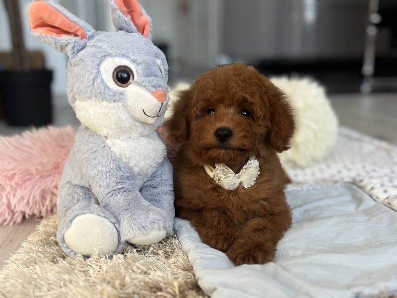 Verspielte Zwergpudel-Hündin