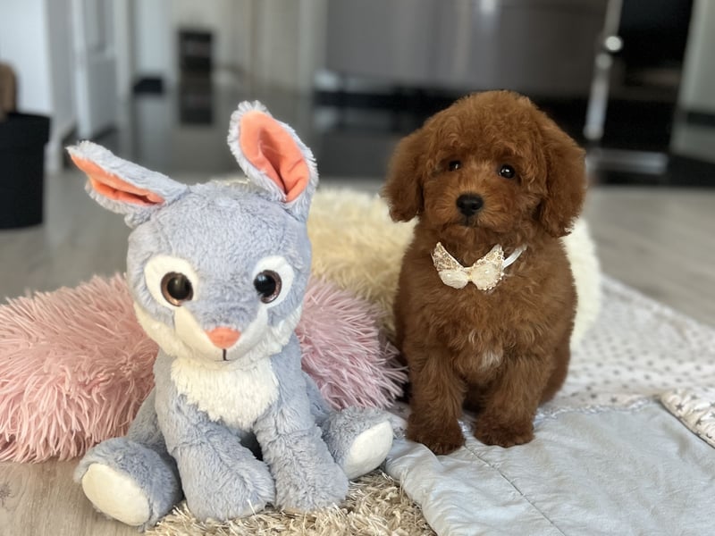 Verspielte Zwergpudel-Hündin