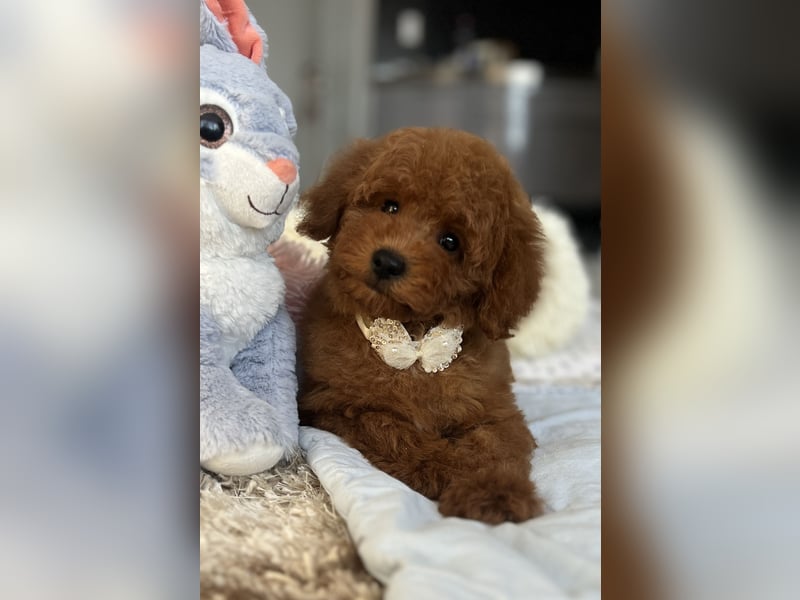 Verspielte Zwergpudel-Hündin