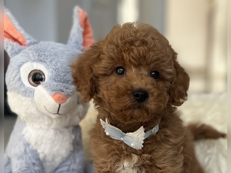 Wunderschöner Zwergpudel-Rüde