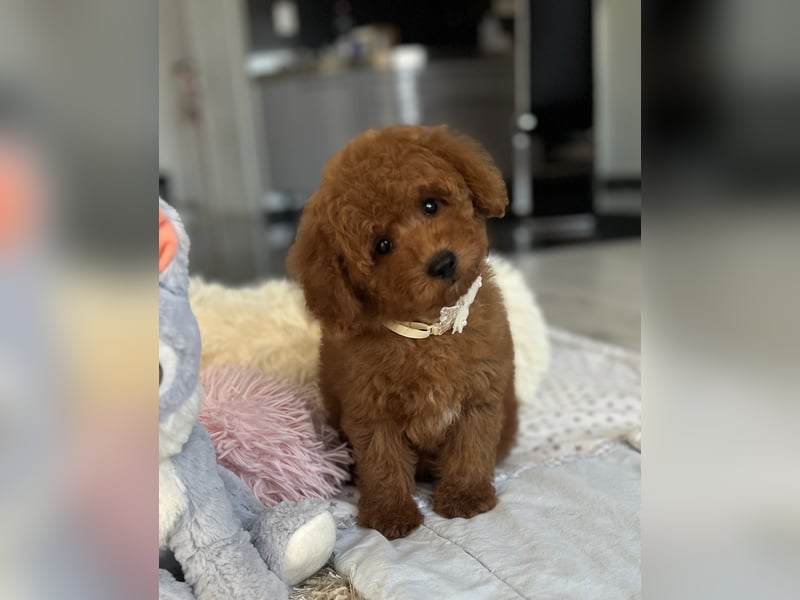 Verspielte Zwergpudel-Hündin