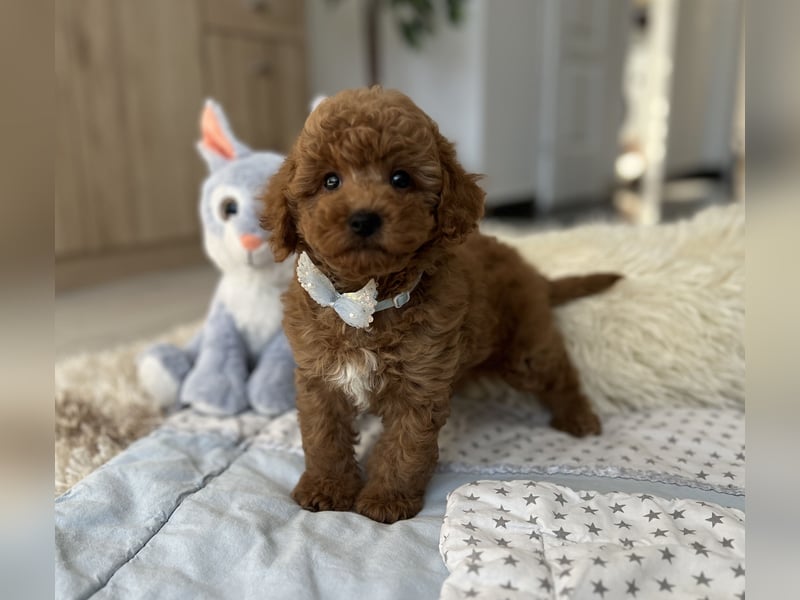 Wunderschöner Zwergpudel-Rüde