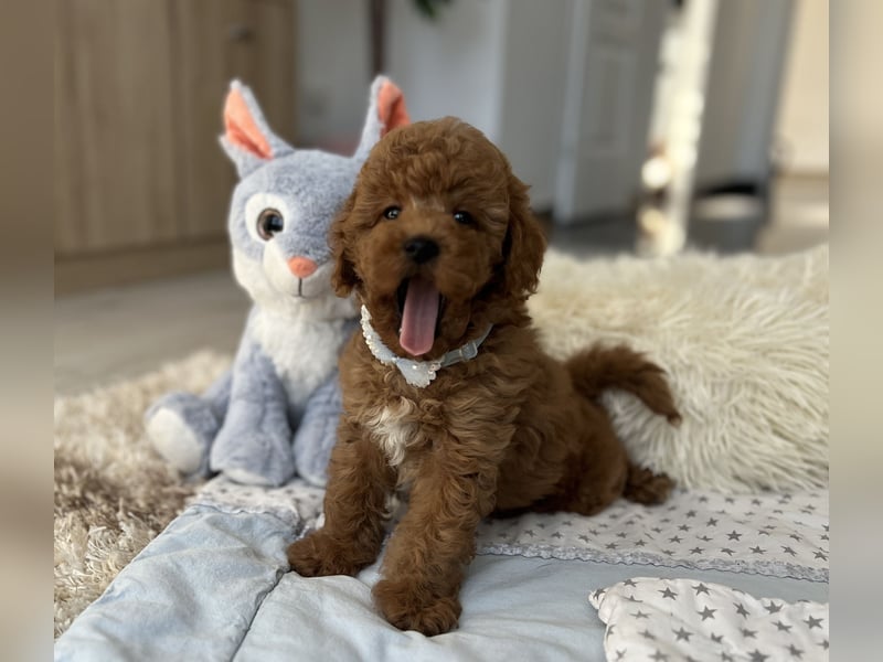 Wunderschöner Zwergpudel-Rüde