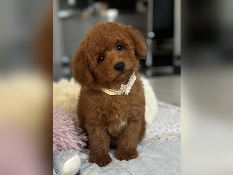 Verspielte Zwergpudel-Hündin