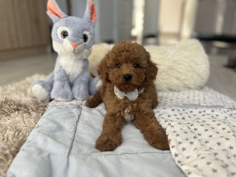 Wunderschöner Zwergpudel-Rüde