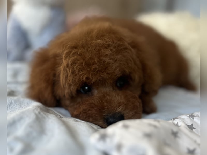 Verspielte Zwergpudel-Hündin