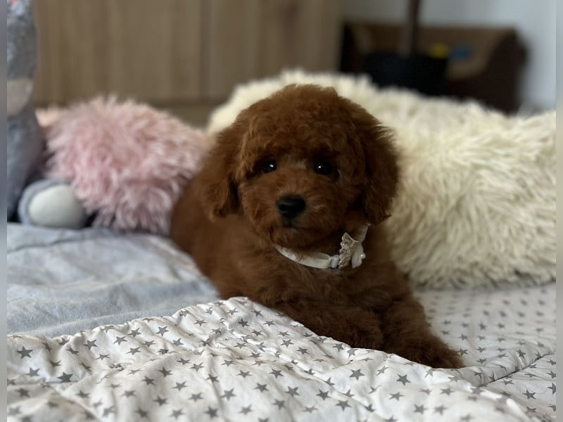 Verspielte Zwergpudel-Hündin