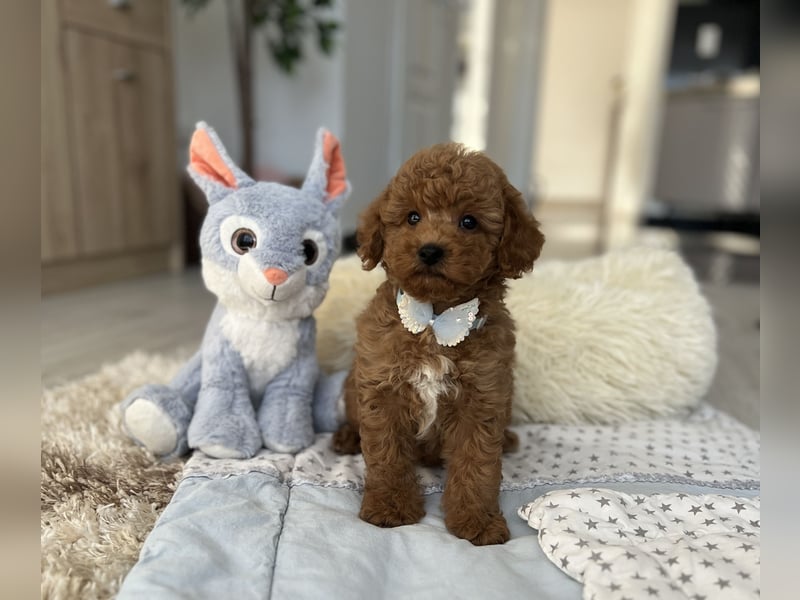 Wunderschöner Zwergpudel-Rüde