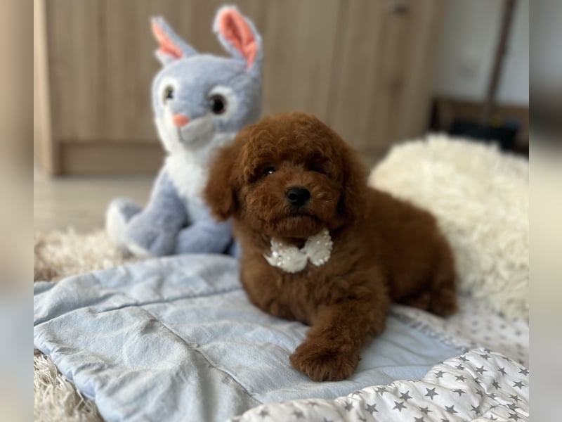 Verspielte Zwergpudel-Hündin