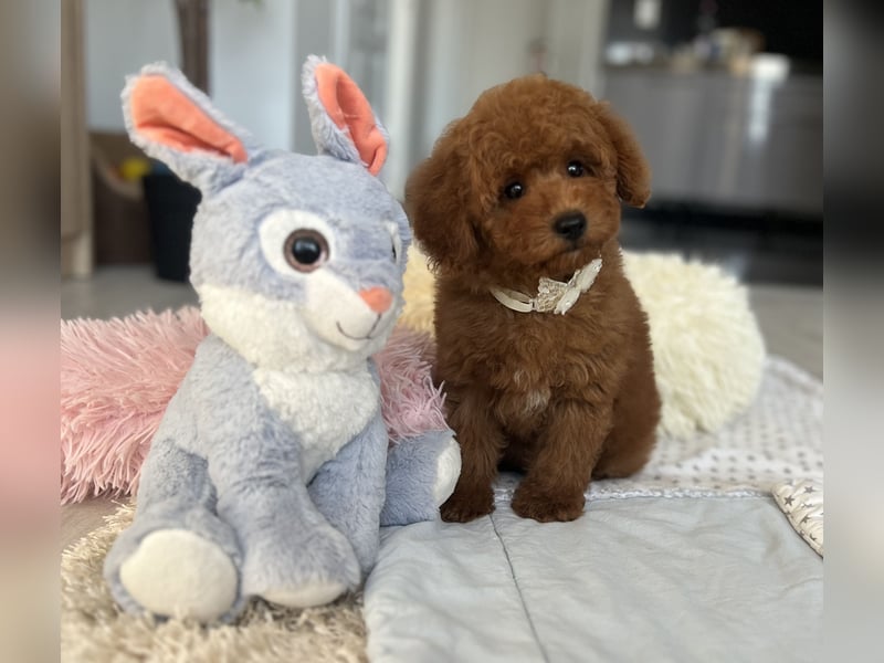 Verspielte Zwergpudel-Hündin