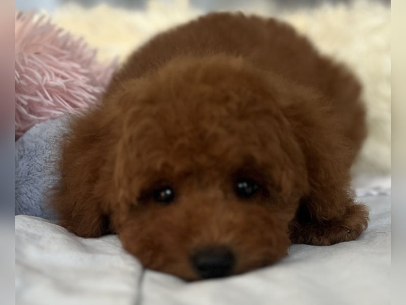 Verspielte Zwergpudel-Hündin