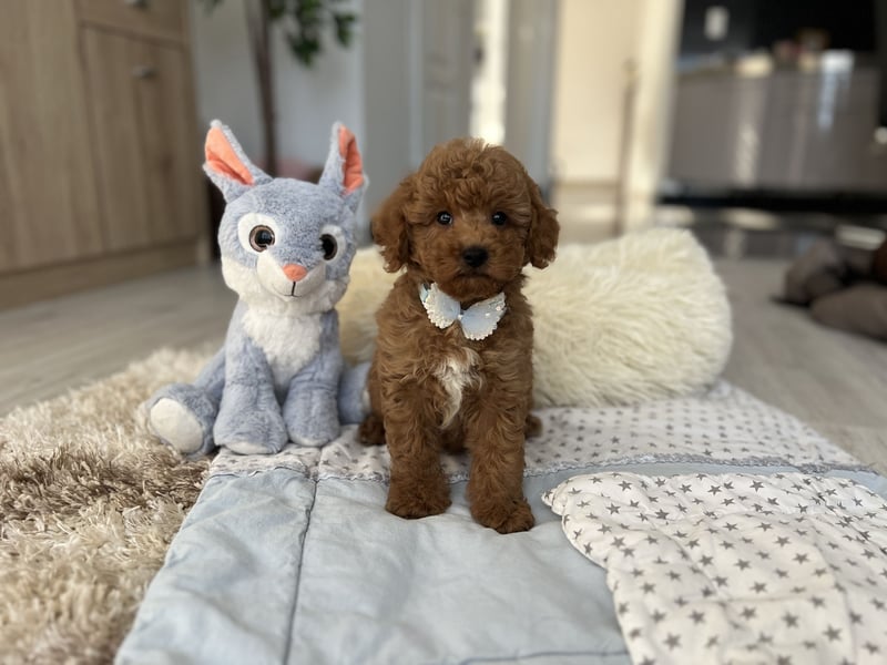 Wunderschöner Zwergpudel-Rüde