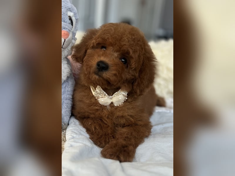 Verspielte Zwergpudel-Hündin