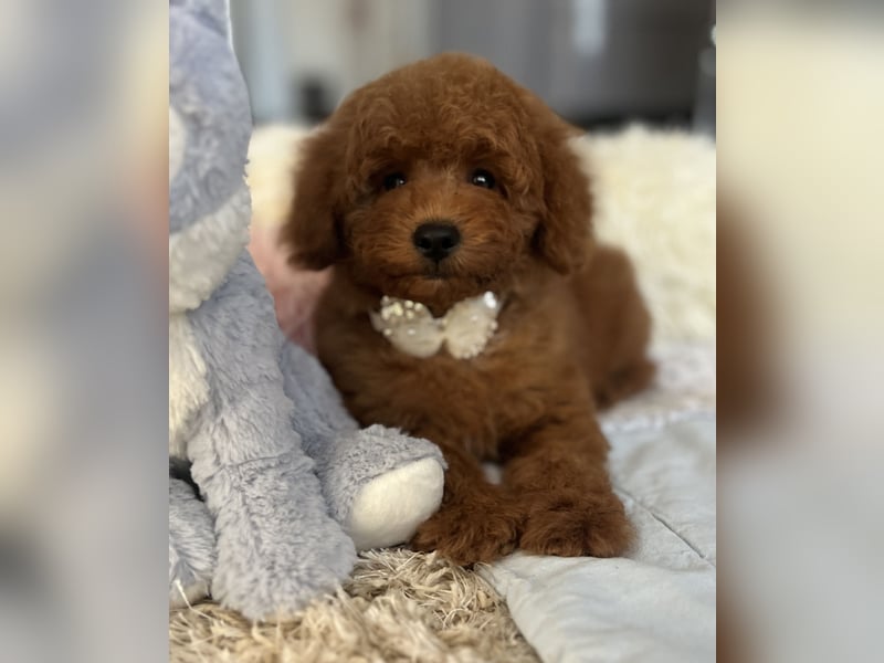 Verspielte Zwergpudel-Hündin