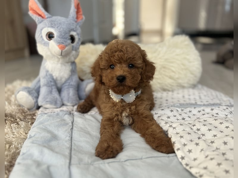 Wunderschöner Zwergpudel-Rüde