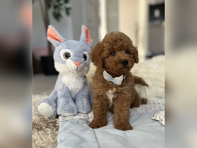 Wunderschöner Zwergpudel-Rüde