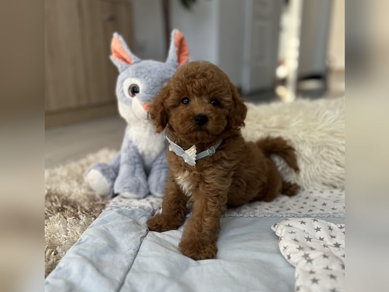 Wunderschöner Zwergpudel-Rüde