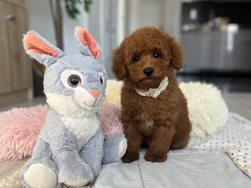 Verspielte Zwergpudel-Hündin