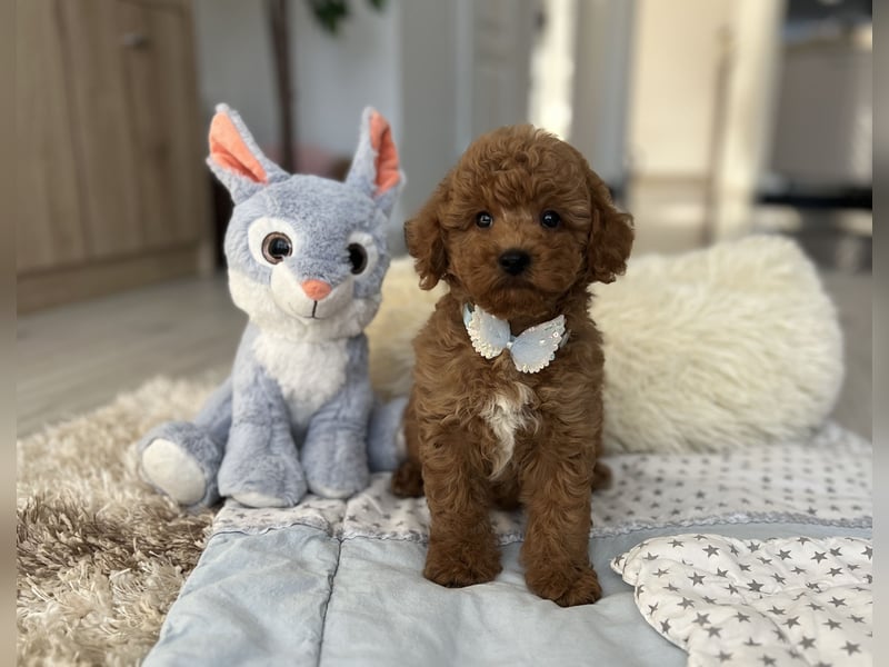 Wunderschöner Zwergpudel-Rüde