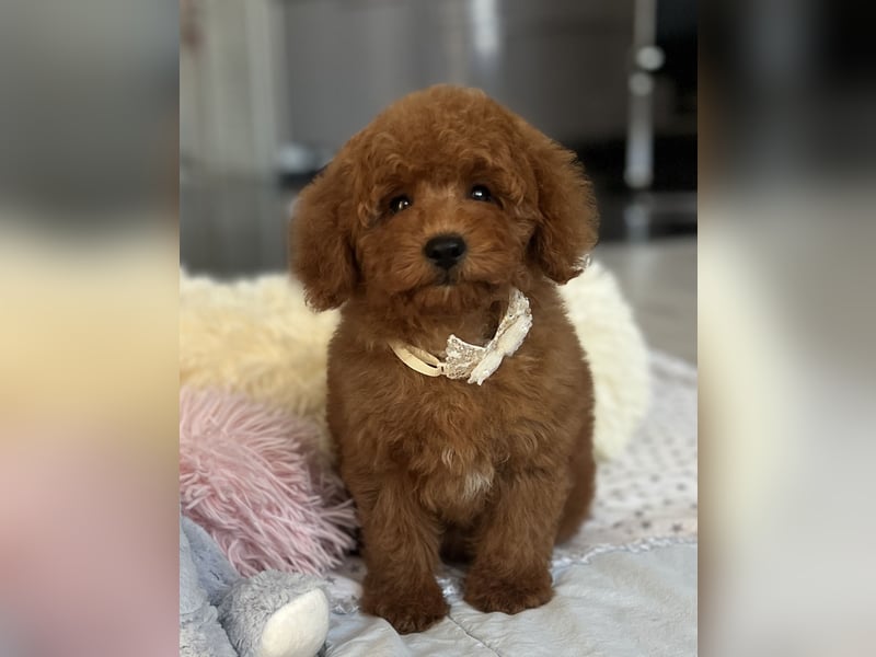 Verspielte Zwergpudel-Hündin