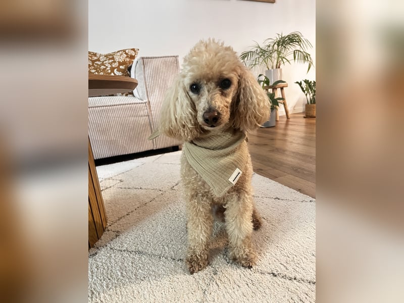 Geliebter Zwergpudel 6,5 Jahre alt