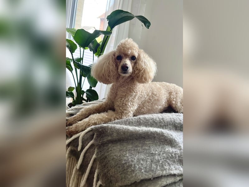 Geliebter Zwergpudel 6,5 Jahre alt