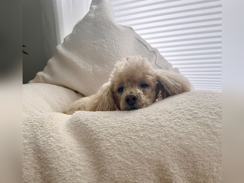 Geliebter Zwergpudel 6,5 Jahre alt