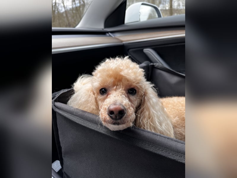 Geliebter Zwergpudel 6,5 Jahre alt