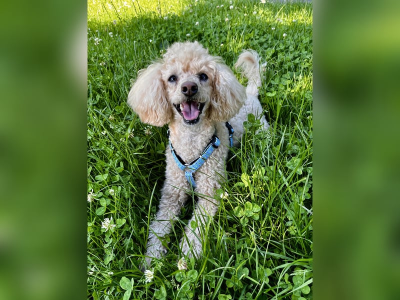 Geliebter Zwergpudel 6,5 Jahre alt