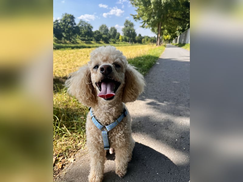 Geliebter Zwergpudel 6,5 Jahre alt