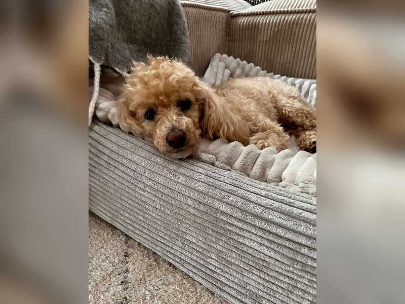 Geliebter Zwergpudel 6,5 Jahre alt