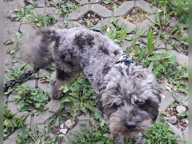 Liebevolles ruhiges Zuhause für Tommy gesucht