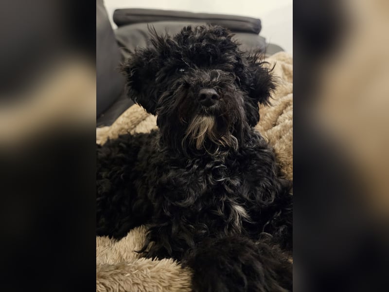 Traum in Schwarz. Junge Zwergpudelhündin.