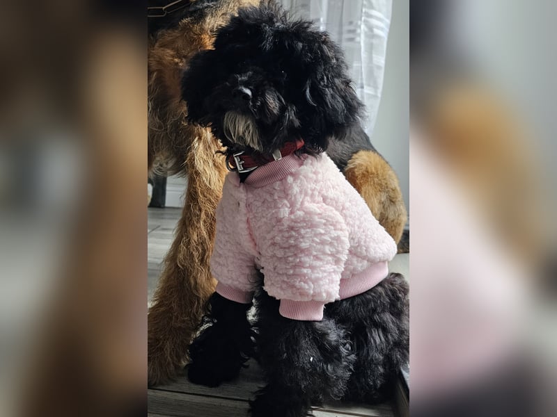 Traum in Schwarz. Junge Zwergpudelhündin.