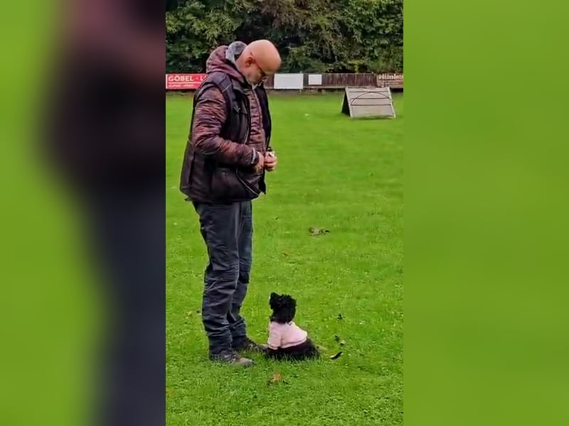 Traum in Schwarz. Junge Zwergpudelhündin.