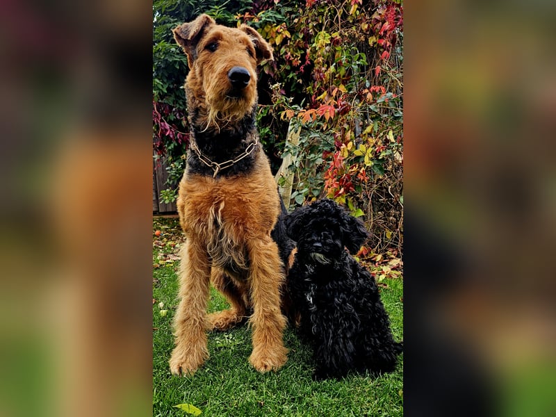 Traum in Schwarz. Junge Zwergpudelhündin.