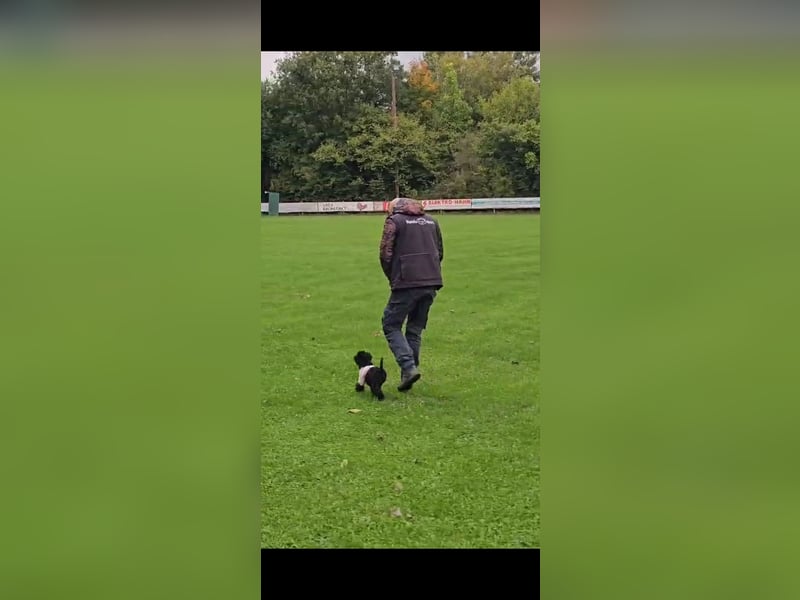 Traum in Schwarz. Junge Zwergpudelhündin.