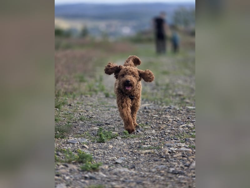 Zwergpudel Deckrüde *Kein Verkauf*