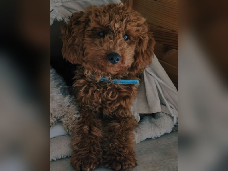 Zwergpudel Deckrüde *Kein Verkauf*