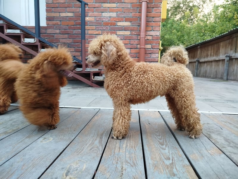 Zwergpudel Aprikose 30 cm, FCI