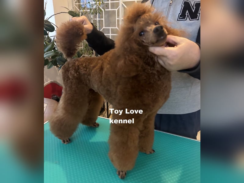 Zwergpudel, rote männlich, Jahr alt, vielversprechend