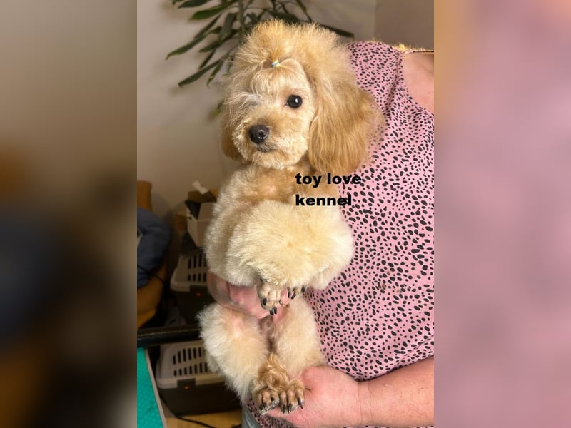 Zwergpudel, apricotfarben, männlich, ein Jahr alt, vielversprechend