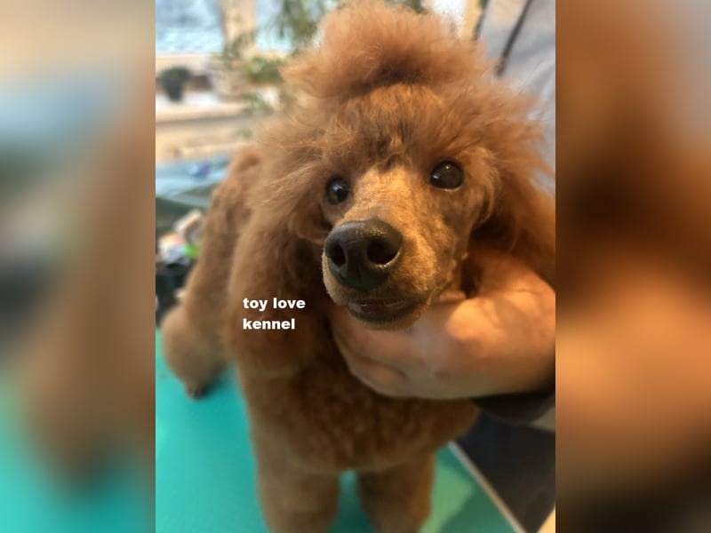 Zwergpudel, rote männlich, Jahr alt, vielversprechend